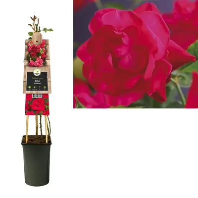 Rosa 'Heidelberg' (Klimroos) klimplant - afbeelding 3