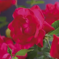 Rosa 'Heidelberg' (Klimroos) klimplant - afbeelding 4