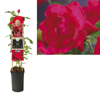 Rosa 'Heidelberg' (Klimroos) klimplant 75cm - afbeelding 1