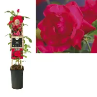 Rosa 'Heidelberg' (Klimroos) klimplant 75cm - afbeelding 1