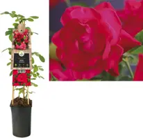 Rosa 'Heidelberg' (Klimroos) klimplant 75cm - afbeelding 2