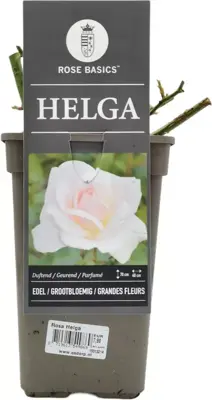 Rosa 'Helga' (Grootbloemige roos) 35cm - afbeelding 2