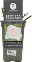 Rosa 'Helga' (Grootbloemige roos) 35cm - afbeelding 2