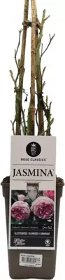 Rosa jasmina (klimroos) - afbeelding 1