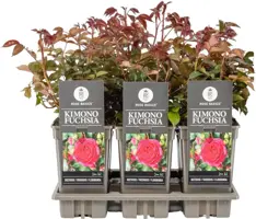 Rosa 'Kimono Fuchsia' (Roos) 45cm - afbeelding 1