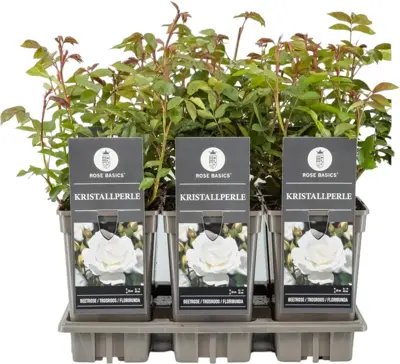 Rosa 'Kristallperle'® (Roos) 45cm - afbeelding 1
