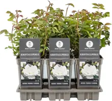 Rosa 'Kristallperle'® (Roos) 45cm - afbeelding 1