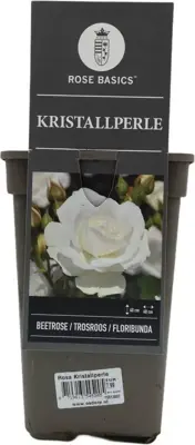 Rosa 'Kristallperle'® (Roos) 45cm - afbeelding 2