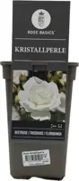 Rosa 'Kristallperle'® (Roos) 45cm - afbeelding 2