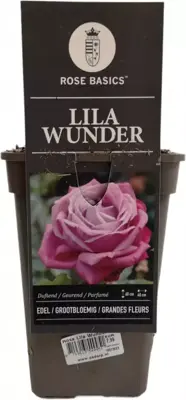 Rosa lila wunder (Struikroos) - afbeelding 1