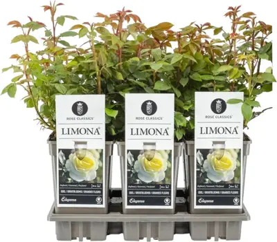 Rosa 'Limona' 35cm - afbeelding 1