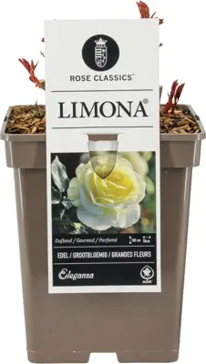 Rosa 'Limona' 35cm - afbeelding 2
