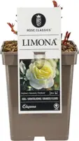 Rosa 'Limona' 35cm - afbeelding 2
