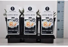 Rosa 'Lions-Rose'® (Roos 'Lions-Rose') - afbeelding 1