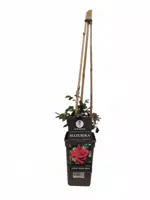 Rosa mazurika (klimroos) 75cm - afbeelding 1