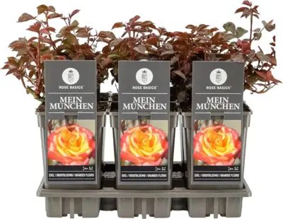 Rosa 'Mein München'® (Roos) 35cm  - afbeelding 1