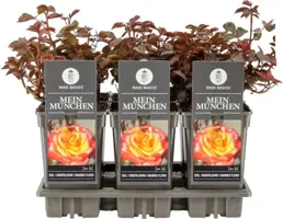 Rosa 'Mein München'® (Roos) 35cm  - afbeelding 1