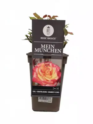 Rosa 'Mein München'® (Roos) 35cm  - afbeelding 2