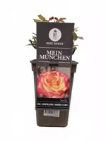 Rosa 'Mein München'® (Roos) 35cm  - afbeelding 2