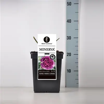 Rosa 'Minerva'® (Roos 'Minerva'®) - afbeelding 1