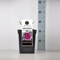 Rosa 'Minerva'® (Roos 'Minerva'®) - afbeelding 1
