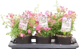 Rosa 'Mini Pinkie' (Dwergroze) 40cm - afbeelding 1