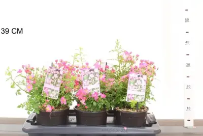 Rosa 'Mini Pinkie' (Dwergroze) 40cm - afbeelding 2