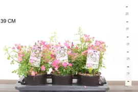 Rosa 'Mini Pinkie' (Dwergroze) 40cm - afbeelding 2