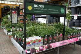 Rosa moonlight p17 h75 - afbeelding 2