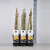 Rosa moonlight p17 h75 - afbeelding 1