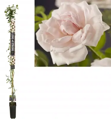 Rosa 'New dawn' (Klimroos) klimplant 210cm - afbeelding 1