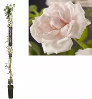 Rosa 'New dawn' (Klimroos) klimplant 210cm kopen?