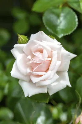 Rosa 'New Dawn' (Klimroos) klimplant - afbeelding 7