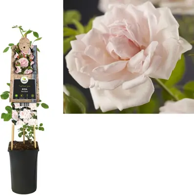 Rosa 'New Dawn' (Klimroos) klimplant - afbeelding 2