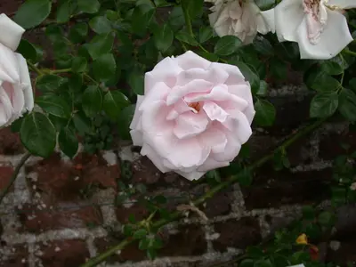Rosa 'New Dawn' (Klimroos) klimplant - afbeelding 8