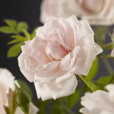 Rosa 'New Dawn' (Klimroos) klimplant - afbeelding 5