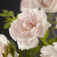 Rosa 'New Dawn' (Klimroos) klimplant - afbeelding 5