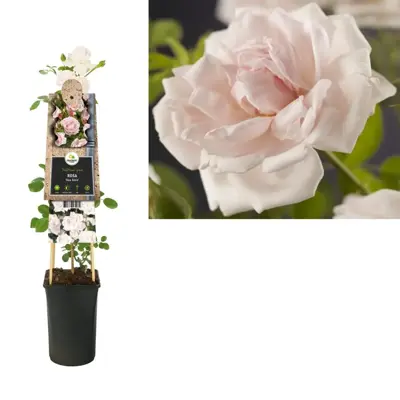 Rosa 'New Dawn' (Klimroos) klimplant 75cm - afbeelding 1