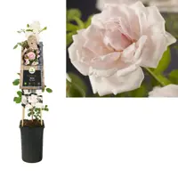 Rosa 'New Dawn' (Klimroos) klimplant 75cm - afbeelding 1