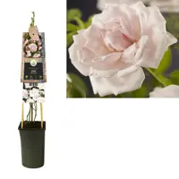 Rosa 'New Dawn' (Klimroos) klimplant 75cm - afbeelding 3