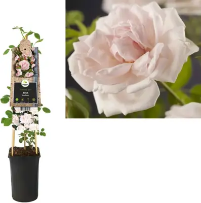 Rosa 'New Dawn' (Klimroos) klimplant 75cm - afbeelding 2