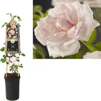 Rosa 'New Dawn' (Klimroos) klimplant 75cm - afbeelding 2