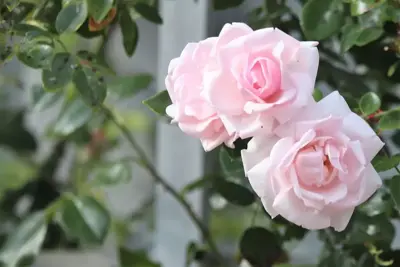 Rosa 'New Dawn' (Klimroos) klimplant 75cm - afbeelding 4