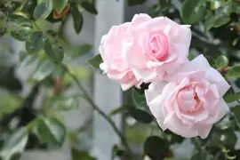 Rosa 'New Dawn' (Klimroos) klimplant 75cm - afbeelding 4