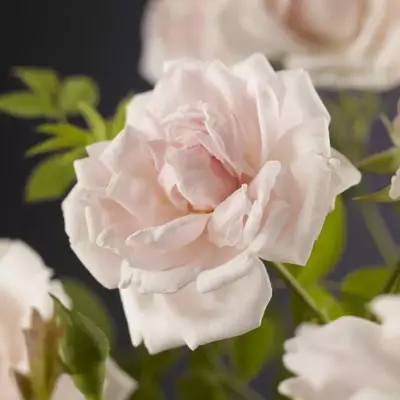Rosa 'New Dawn' (Klimroos) klimplant 75cm - afbeelding 5