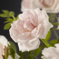 Rosa 'New Dawn' (Klimroos) klimplant 75cm - afbeelding 5