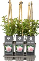 Rosa 'New Dawn' (Roos) 75cm kopen?
