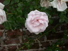 Rosa 'New Dawn' (Roos 'New Dawn') klimplant - afbeelding 3