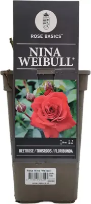 Rosa nina weibull (struikroos) 35cm - afbeelding 1
