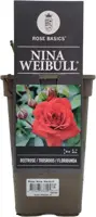 Rosa nina weibull (struikroos) 35cm - afbeelding 1